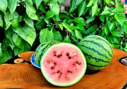 watermelon beni kodima2